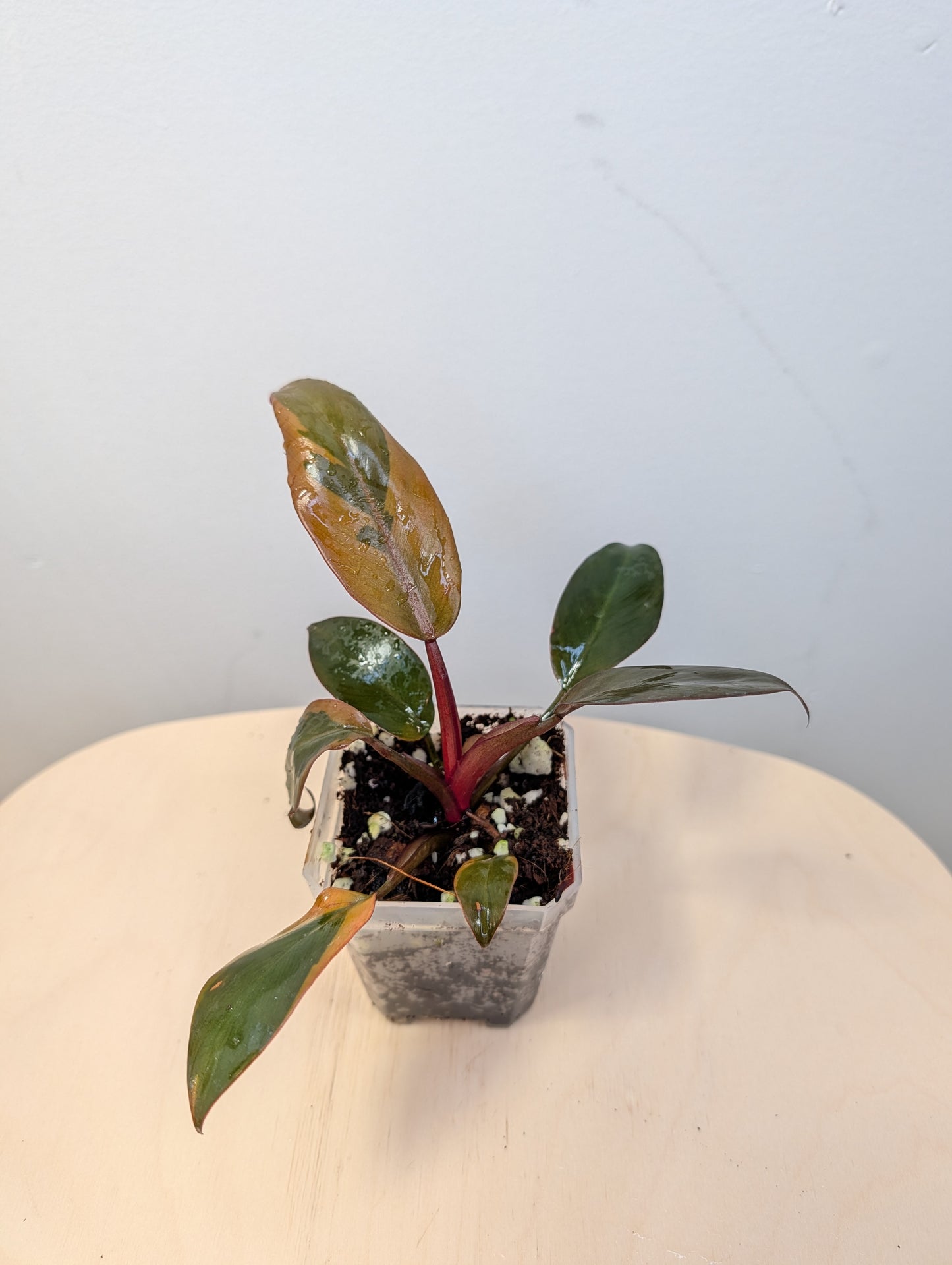 Philodendron Black Cardinal variegated 🧡 🦄