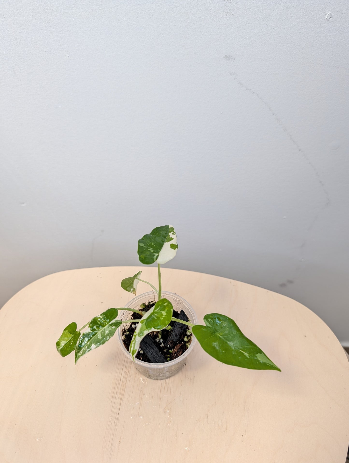 Alocasia Okinawa silver / baby plant