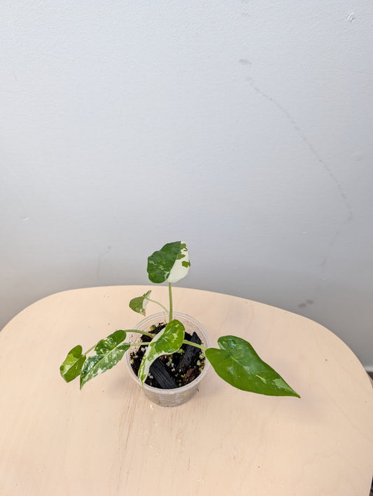 Alocasia Okinawa silver / baby plant