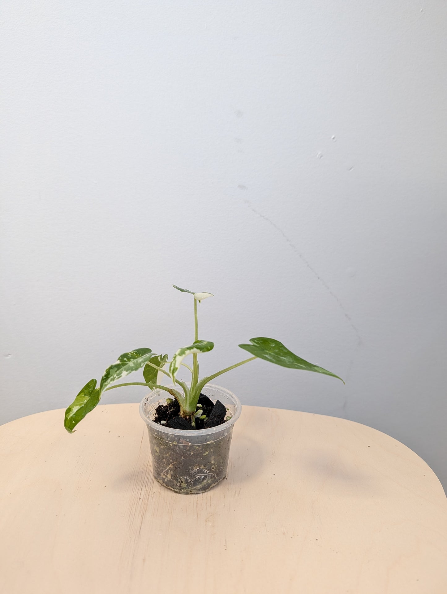 Alocasia Okinawa silver / baby plant