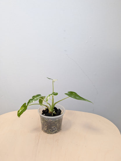 Alocasia Okinawa silver / baby plant