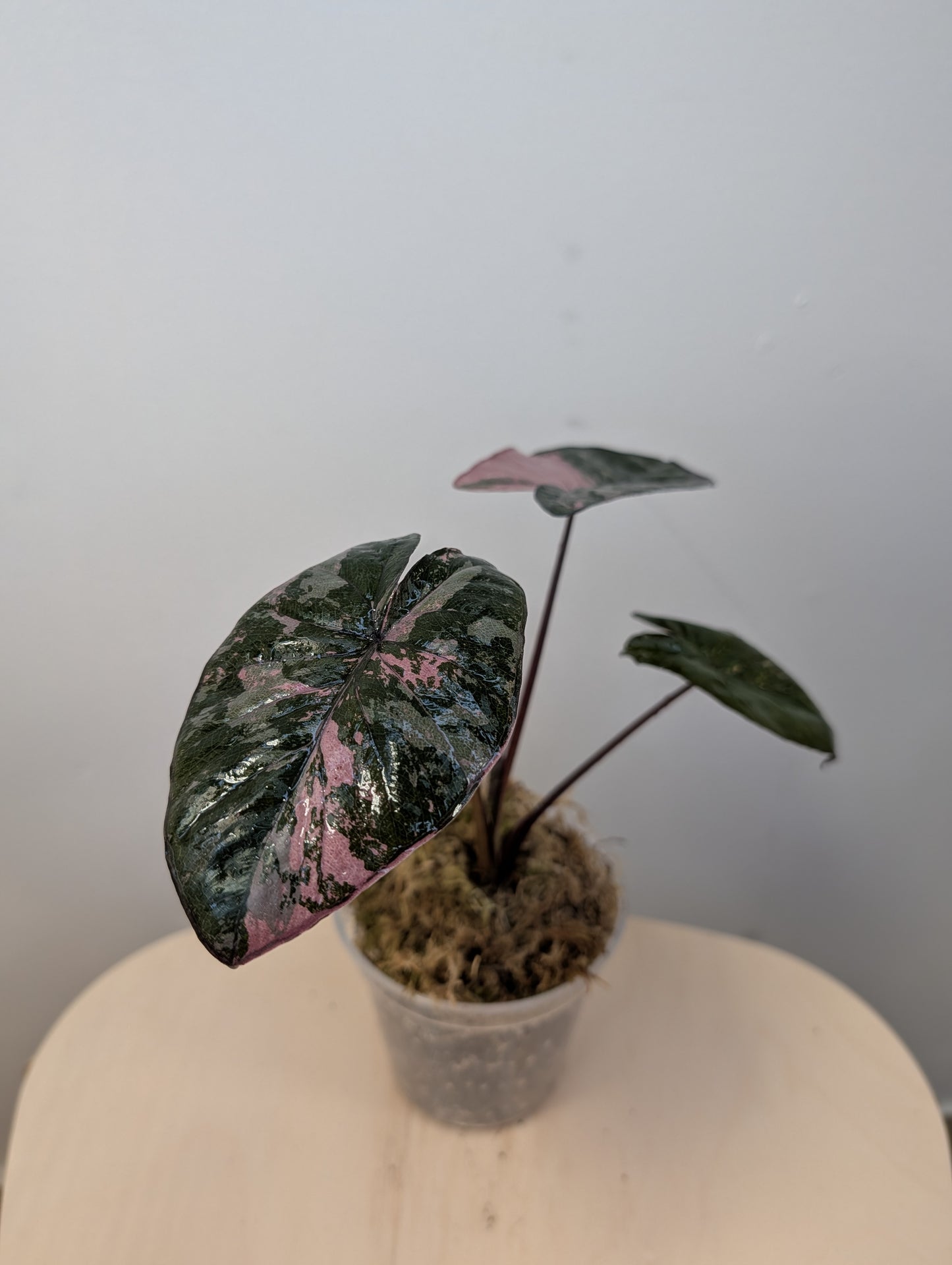 Alocasia serendipity pink variegated