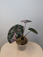 Alocasia serendipity pink variegated