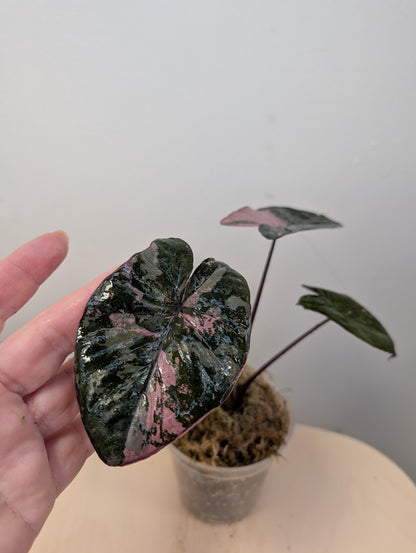 Alocasia serendipity pink variegated