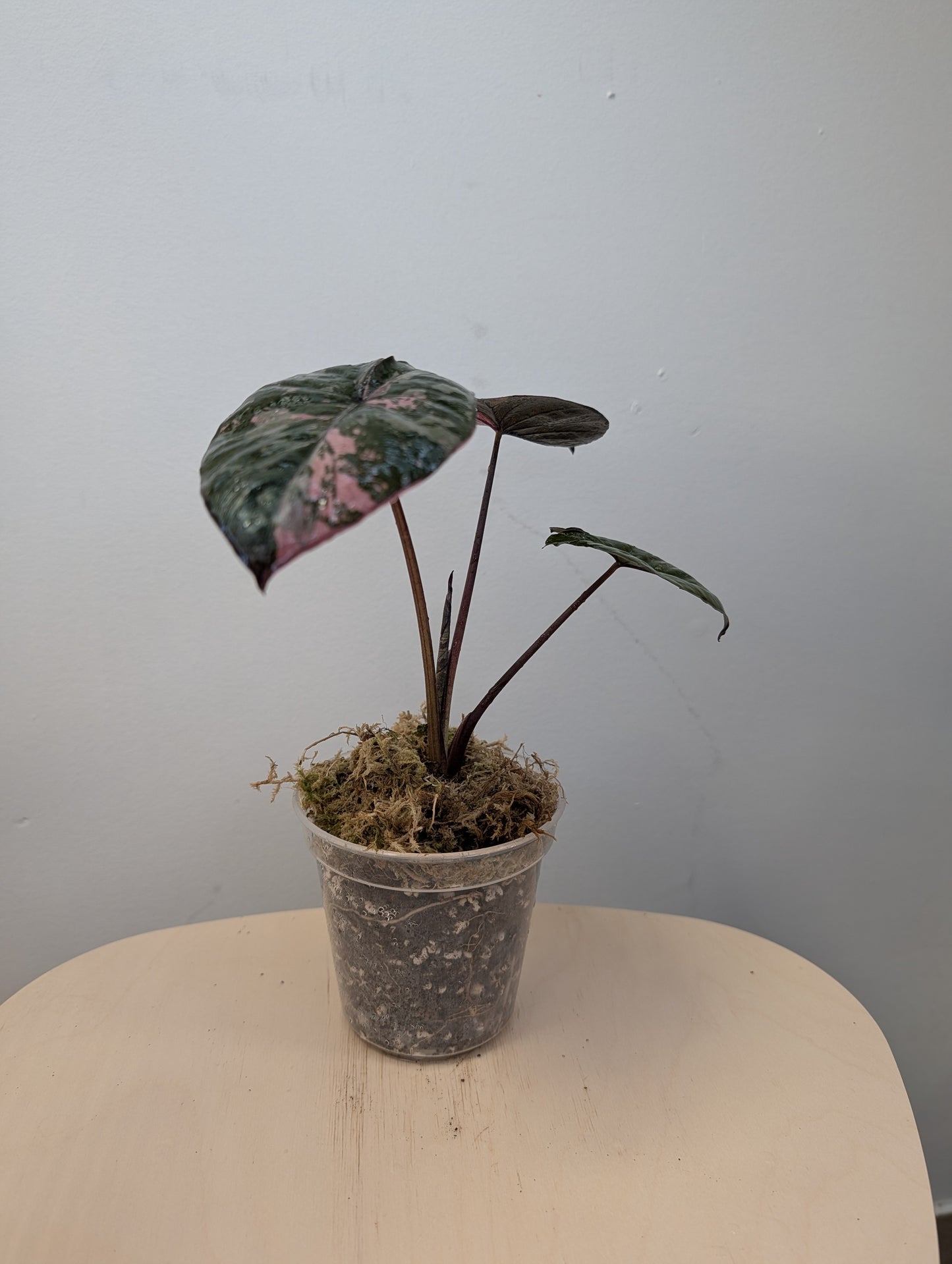 Alocasia serendipity pink variegated