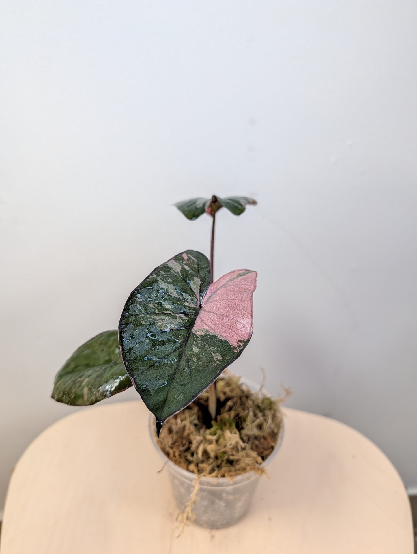 Alocasia serendipity pink variegated