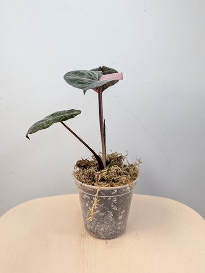 Alocasia serendipity pink variegated