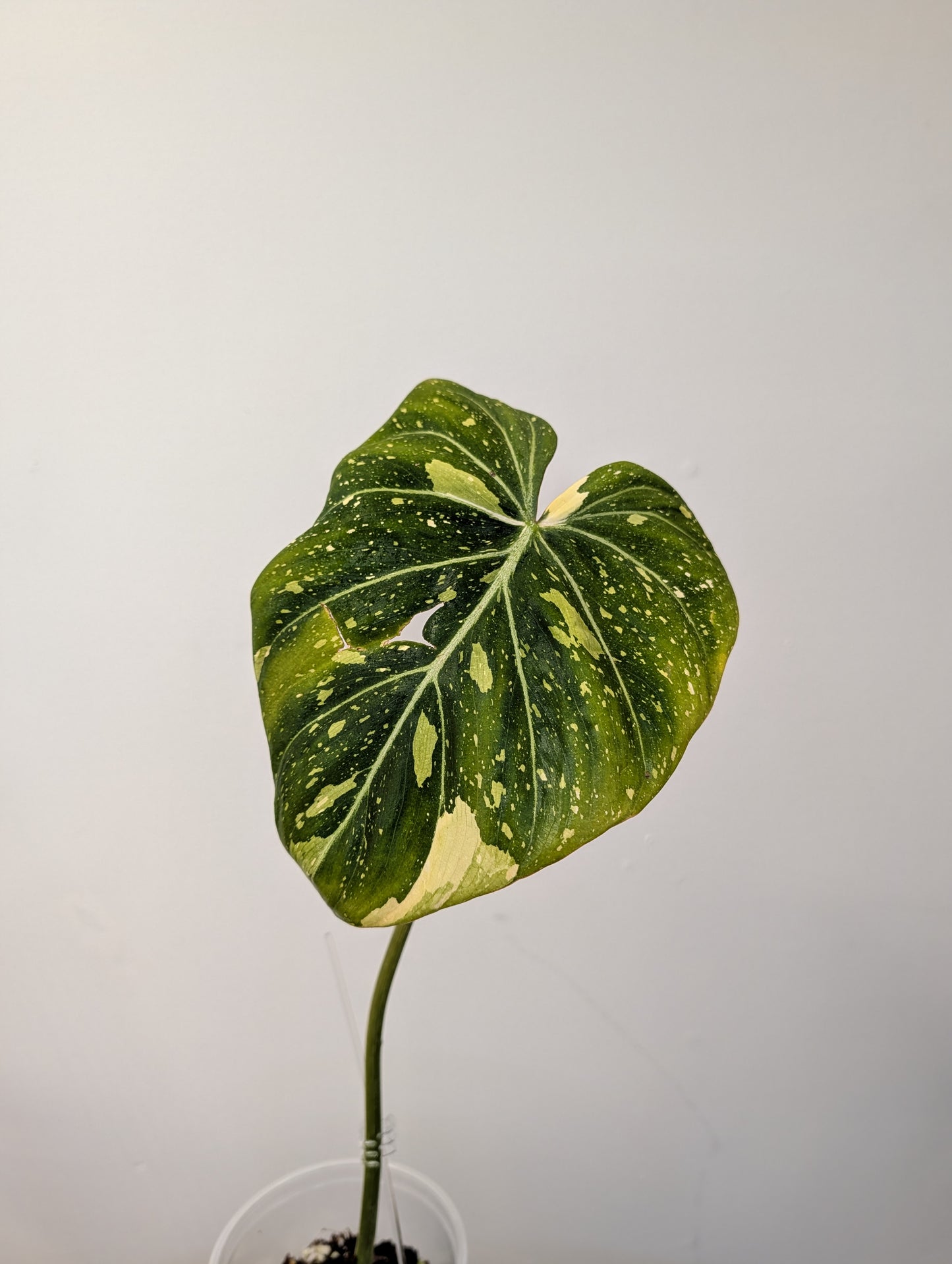Philodendron gloriosum tricolor