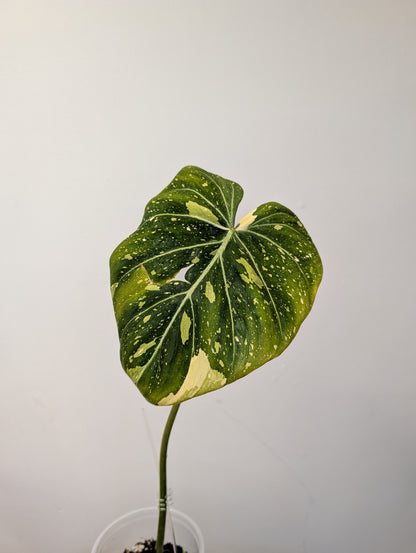 Philodendron gloriosum tricolor