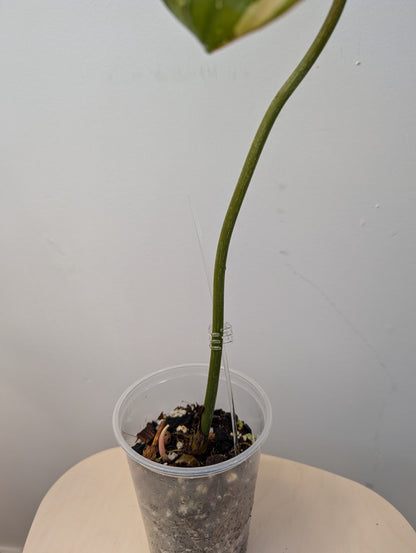 Philodendron gloriosum tricolor