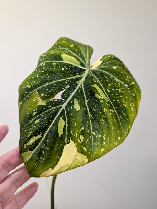 Philodendron gloriosum tricolor