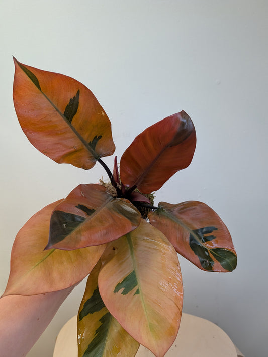 Philodendron Black Cardinal variegated