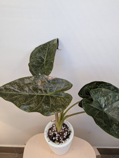 Alocasia wenti silver pink in a self-watering pot 🩶🩷