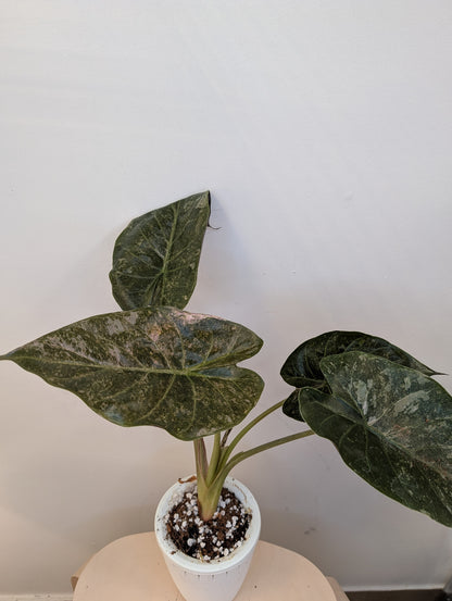 Alocasia wenti silver pink in a self-watering pot 🩶🩷