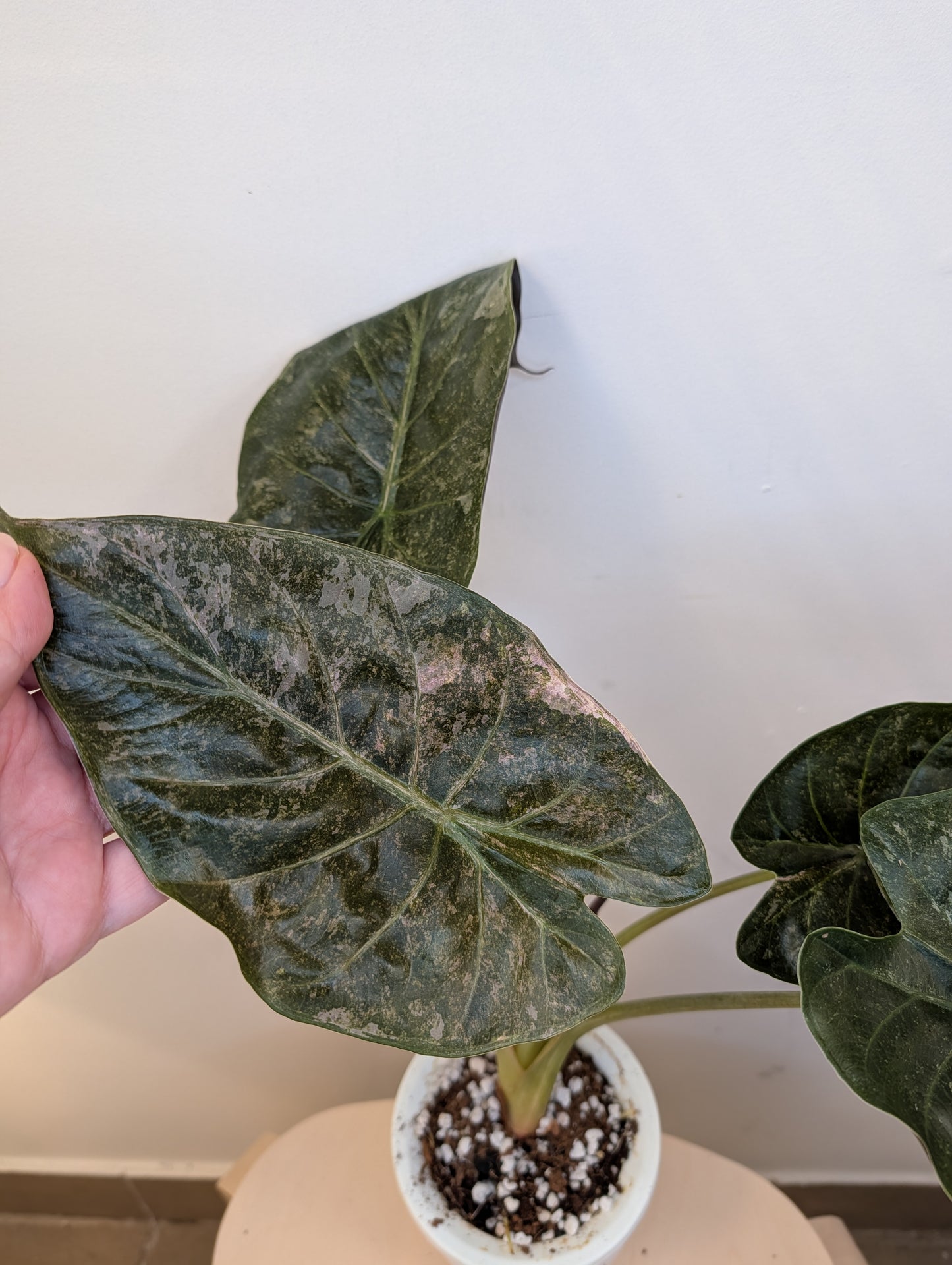 Alocasia wenti silver pink in a self-watering pot 🩶🩷