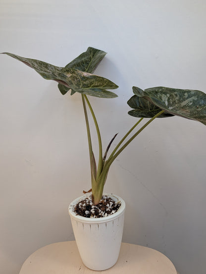 Alocasia wenti silver pink in a self-watering pot 🩶🩷
