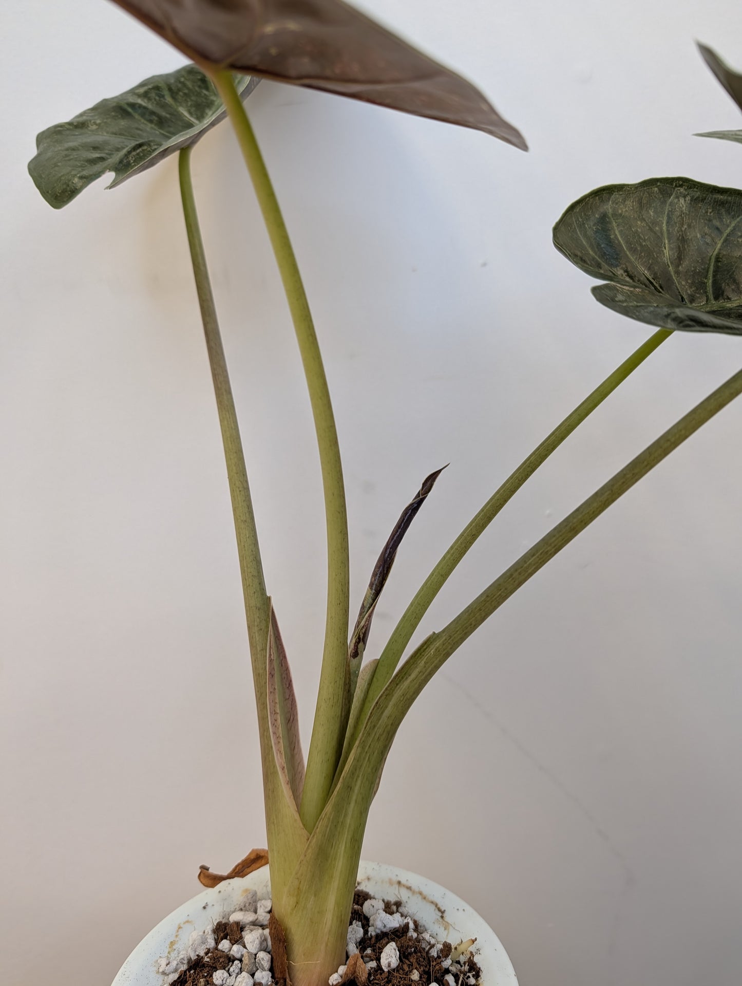 Alocasia wenti silver pink in a self-watering pot 🩶🩷