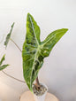 Alocasia Longiloba lemon variegated CORM