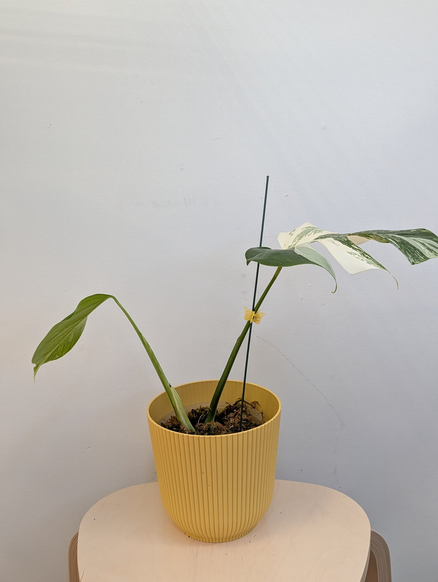 Monstera albo panaché