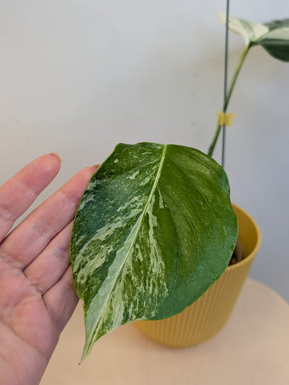 Monstera albo panaché