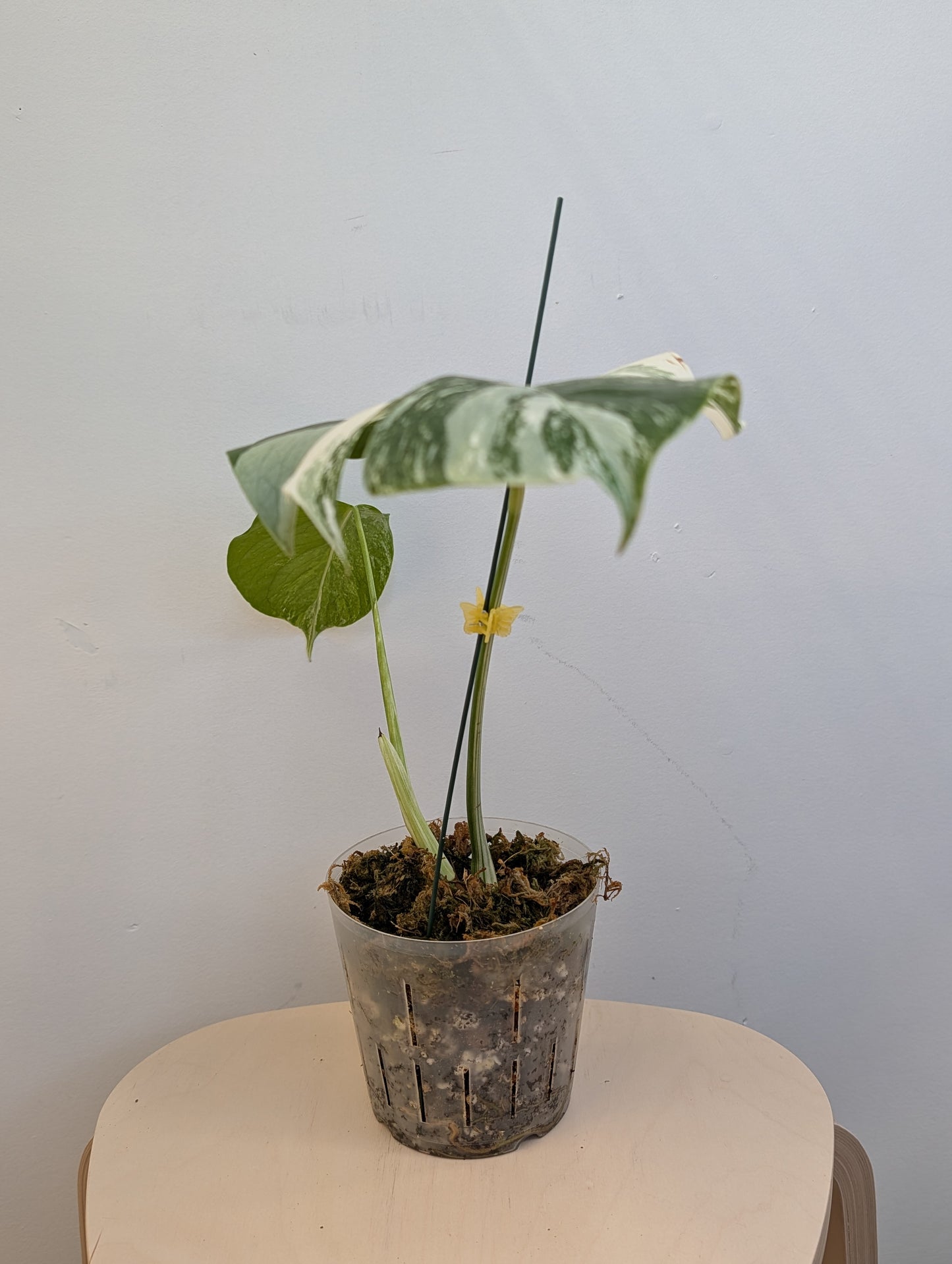 Monstera albo panaché