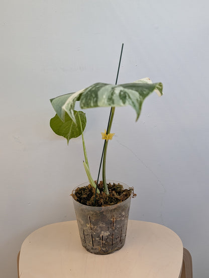 Monstera albo panaché