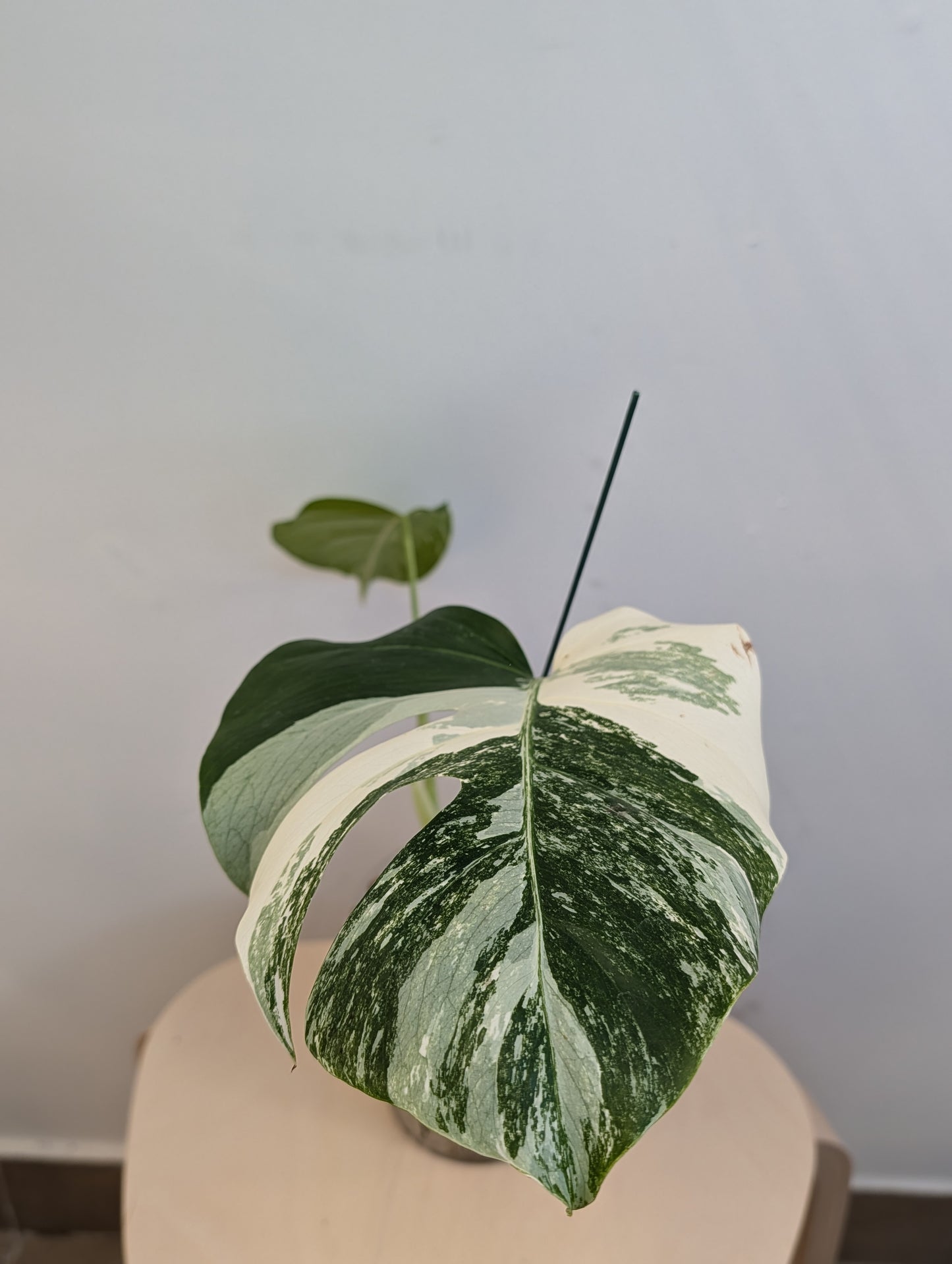 Monstera albo panaché