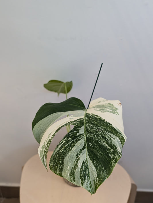 Monstera albo variegated