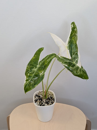 Alocasia longiloba dos rose panaché CORM