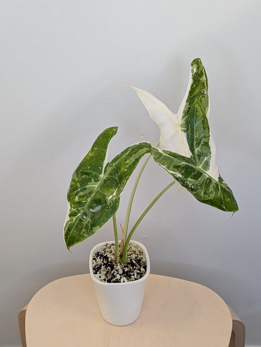 Alocasia longiloba back pink variegated