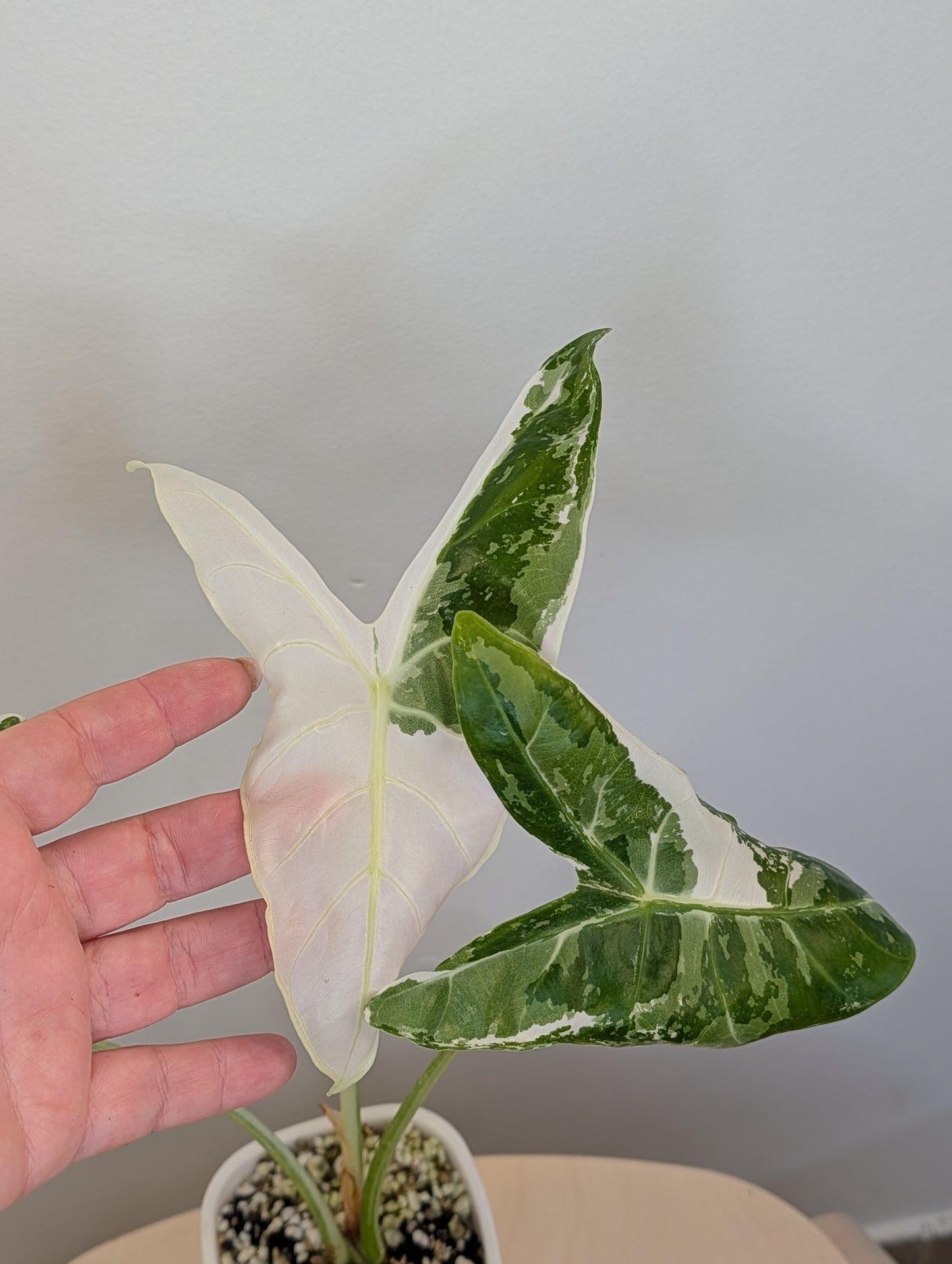 Alocasia longiloba dos rose panaché CORM