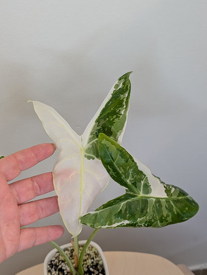 Alocasia longiloba dos rose panaché CORM