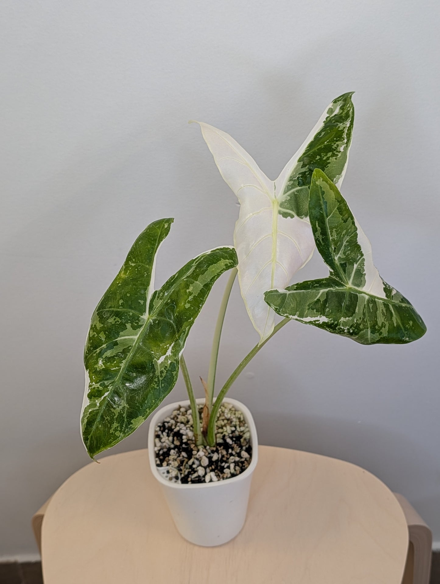 Alocasia longiloba dos rose panaché CORM