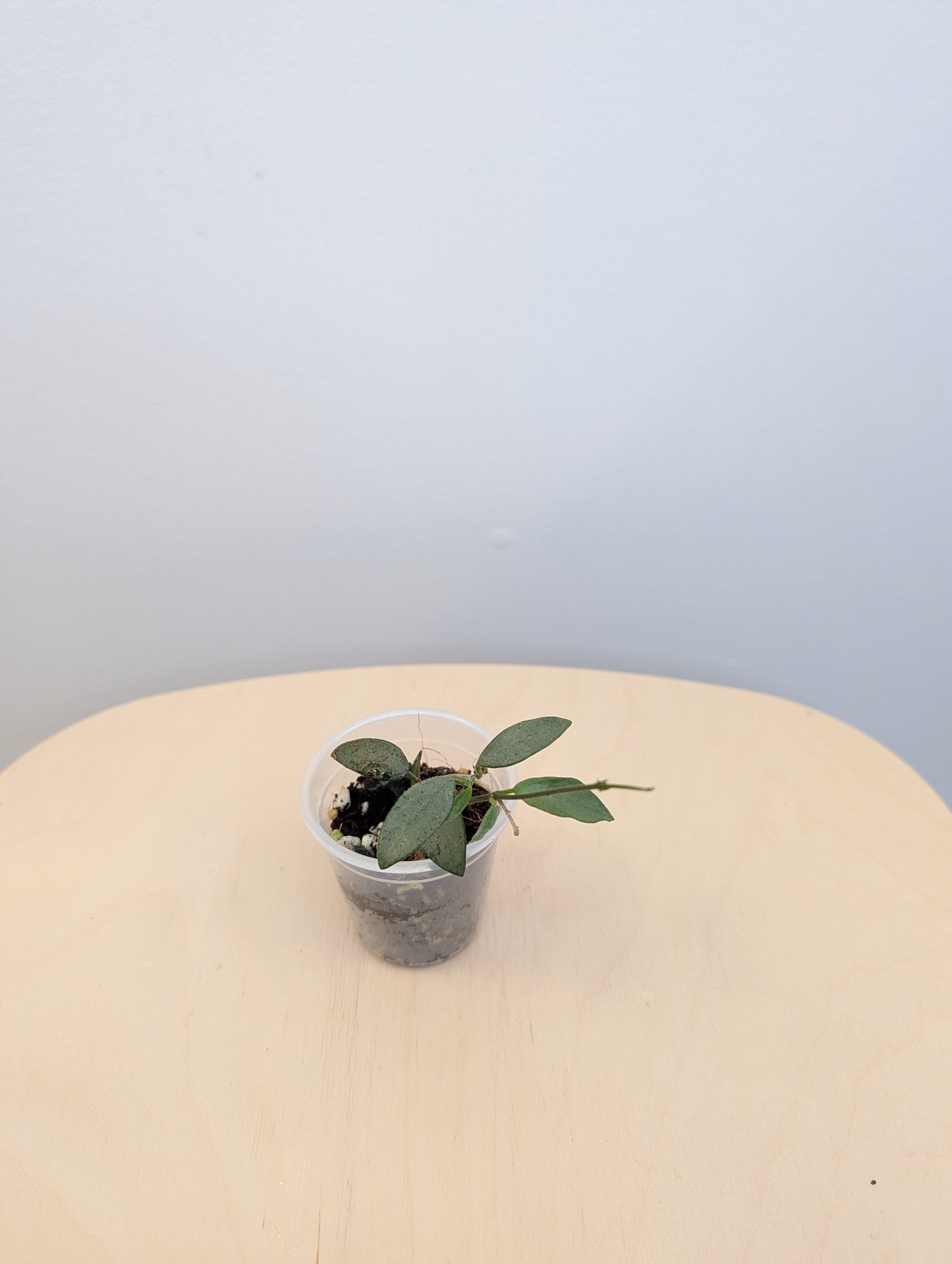 Hoya Lima silver