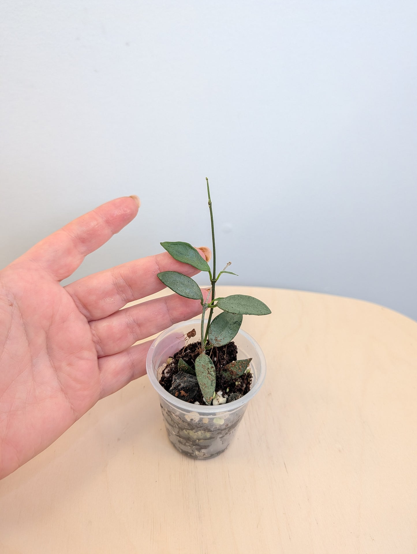 Hoya Lima silver
