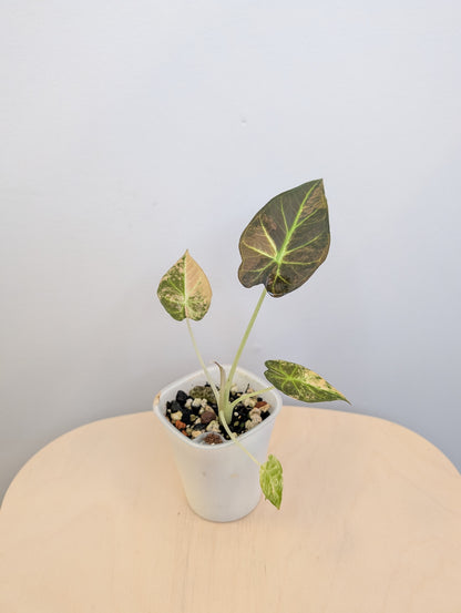 Alocasia regal shields aurea panaché
