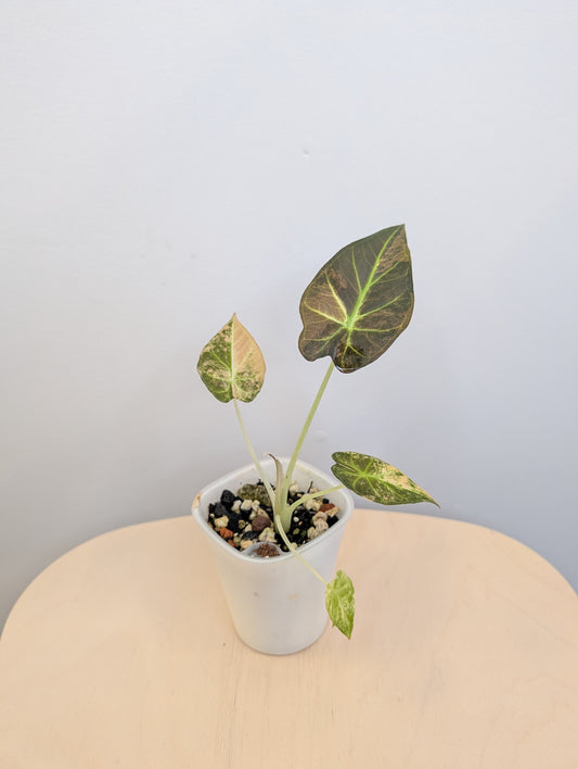 Alocasia regal shields aurea variegated / top variegation