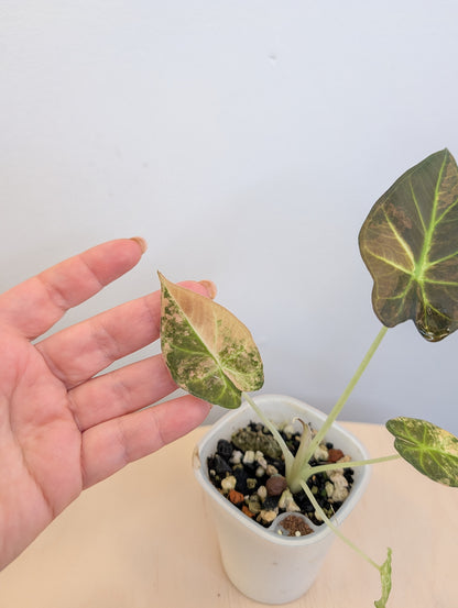 Alocasia regal shields aurea panaché