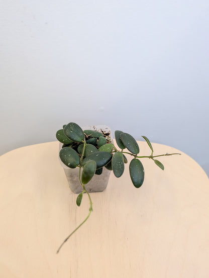 Hoya GPS 7240 / Hoya-tiny stones