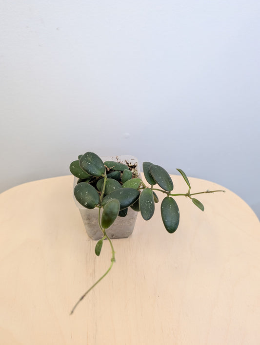 Hoya GPS 7240 / Hoya-tiny stones