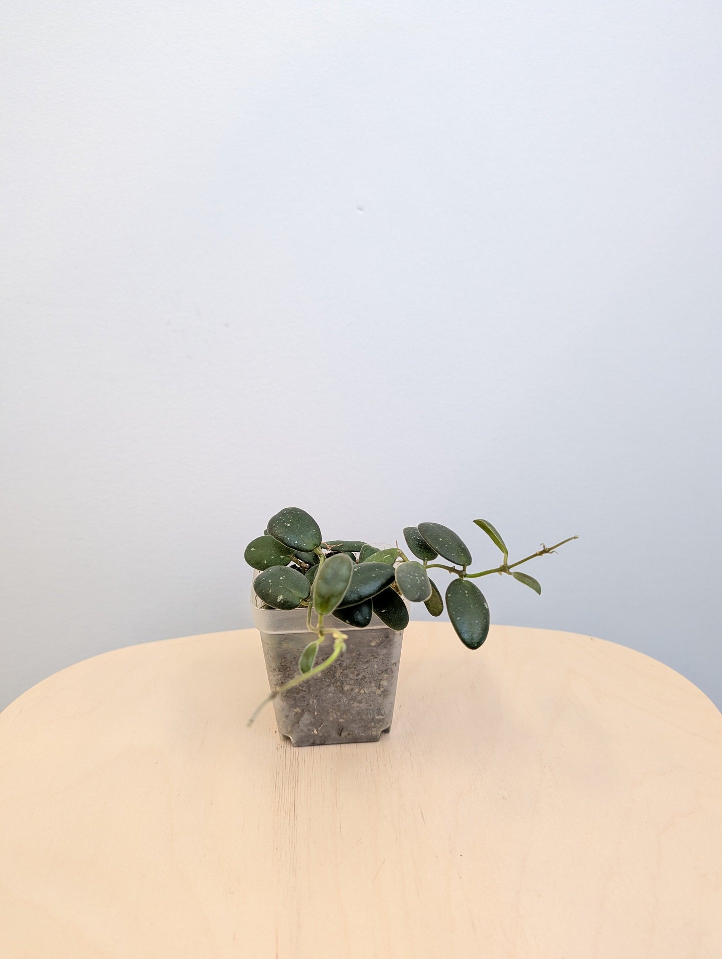 Hoya GPS 7240 / Hoya-tiny stones