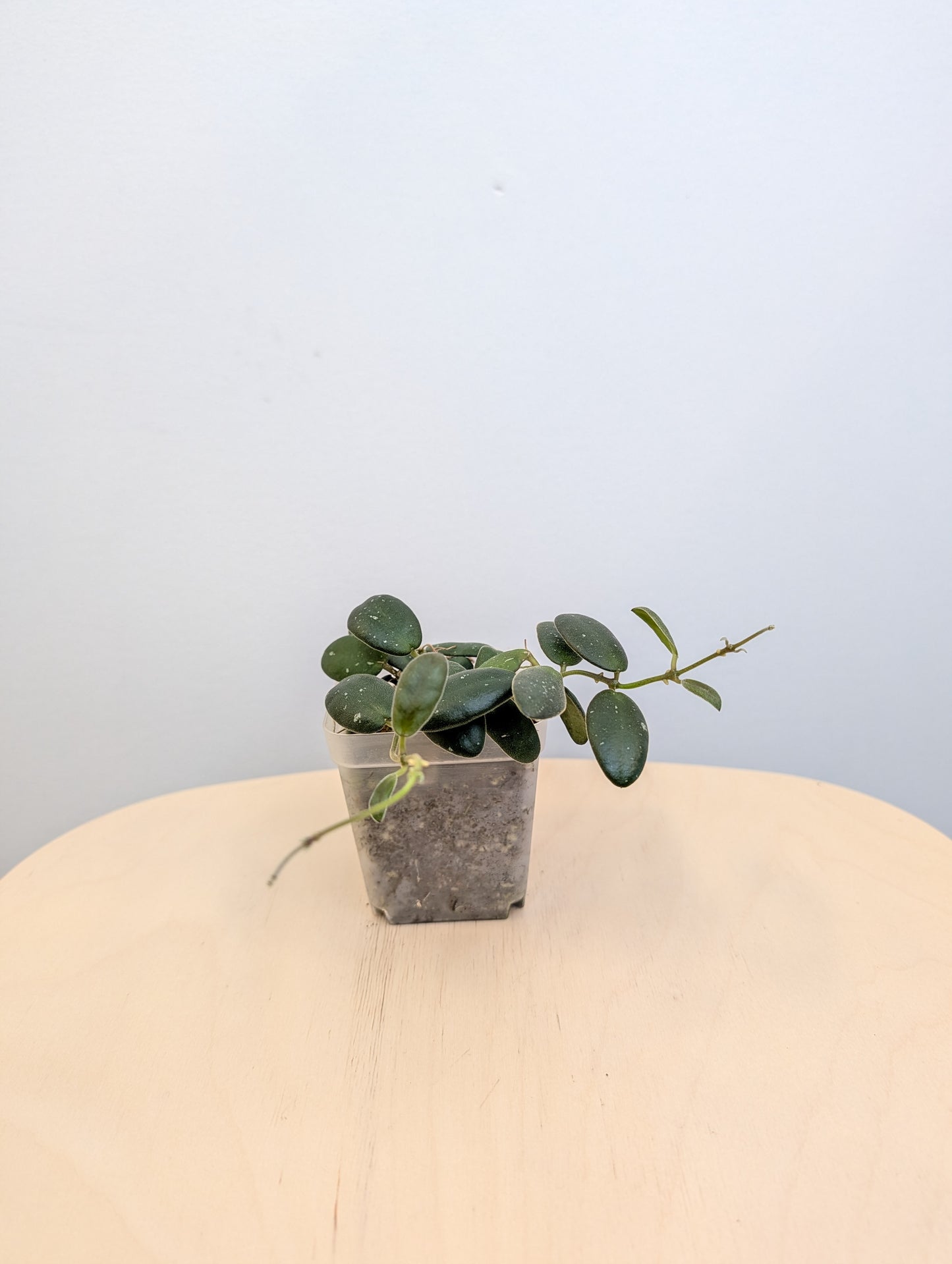 Hoya GPS 7240 / Hoya-tiny stones