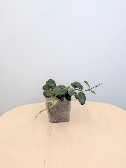 Hoya GPS 7240 / Hoya-tiny stones
