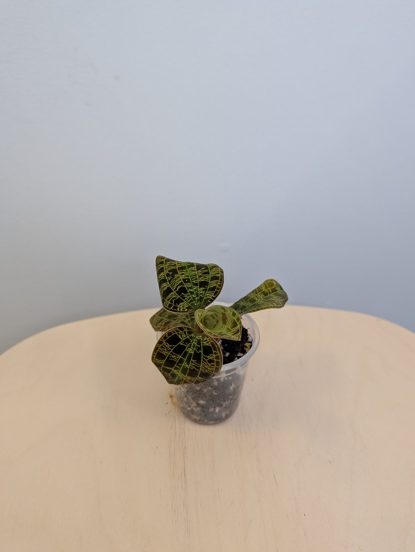 Jewel Orchid