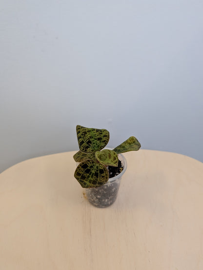 Jewel Orchid