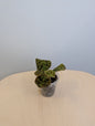 Jewel Orchid