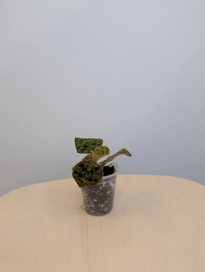 Jewel Orchid
