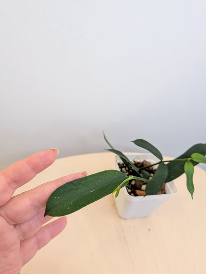 Hoya pandurata, satin leaves 🌿