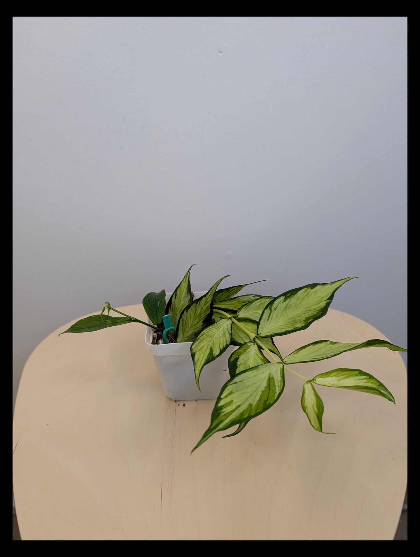 Hoya Polyneura panaché à l'intérieur / première photo - plante mère / deux boutures dans un pot