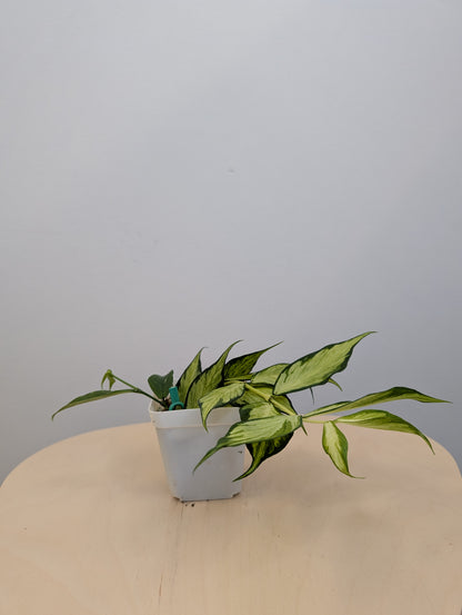 Hoya Polyneura panaché à l'intérieur / première photo - plante mère / deux boutures dans un pot